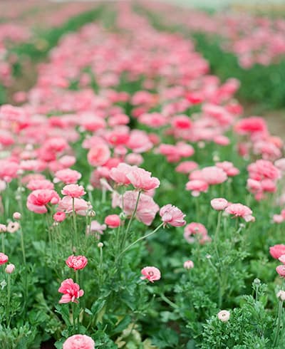 Flower Shop 57